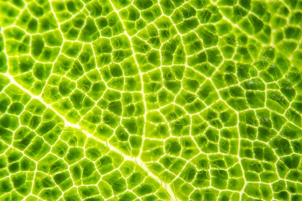 Podświetlona Makro Fotografia Zielonego Liścia Naturalne Tło — Zdjęcie stockowe