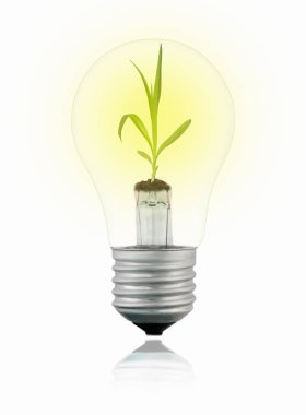 Işıldayan şeffaf tungsten ampulü. Beyaz arka planda filizlenmiş yansıması var. Yeşil enerji kavramı.