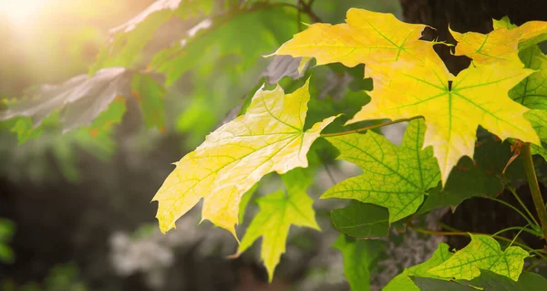 秋天的叶子呈黄色 背景模糊 有太阳光 — 图库照片