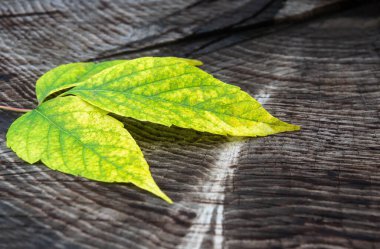 Sarı sonbahar yaprağı eski, koyu bir ahşap arka planda yatıyor.