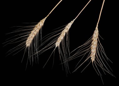 Koyu bir arka planda görünen tahıllı üç buğday sapı bitkinin karmaşık yapısını ve güzelliğini vurgular..