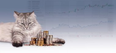 Finansal tablolar arka planda yüzerken bir kedi madeni para yığınlarının yanında yatıyor. Kedi sikkeleri yakından gözlemler, bu da merakı gösterir..