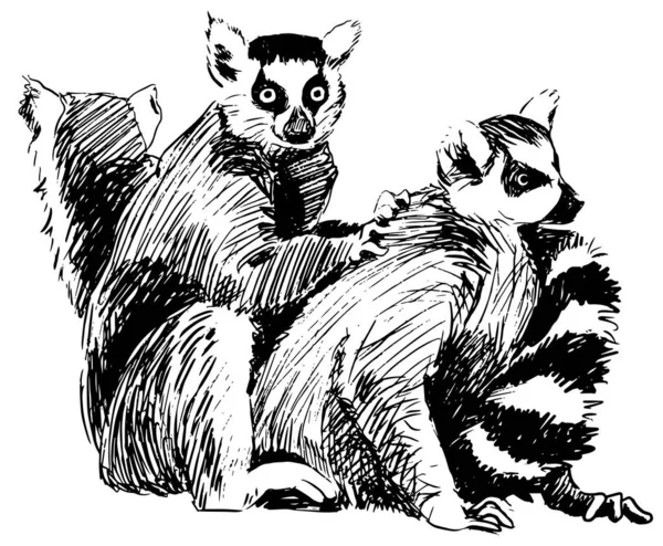 Groep lemuren inktschets, Madagaskar — Stockvector
