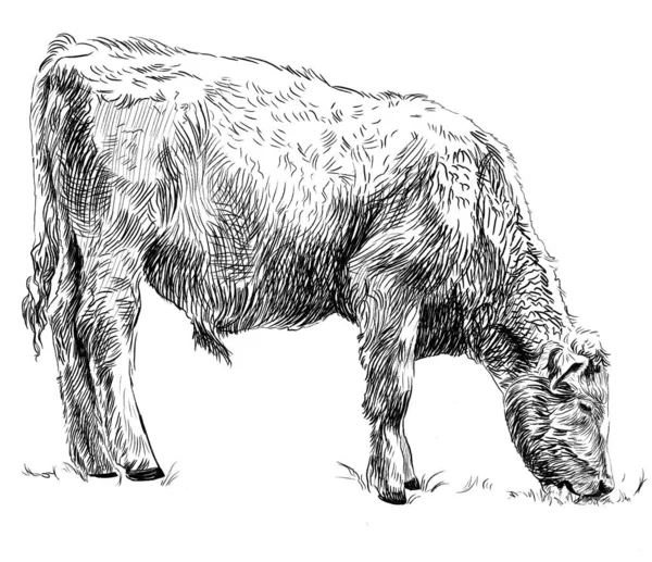 Sketch of calf eating grass. Cow, bull, farm animal. Hand drawn — 图库照片