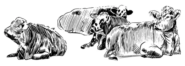 Vaches couchées sur la prairie Dessinées à la main dans un style esquisse noir et blanc — Image vectorielle