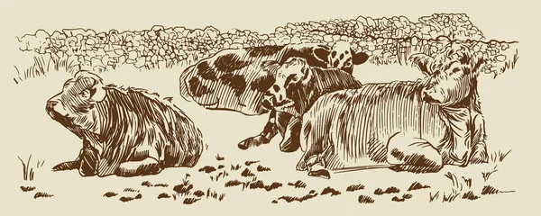 마른 석조 방사장에 있는 소들이 스케치를 하는 모습 — 스톡 벡터