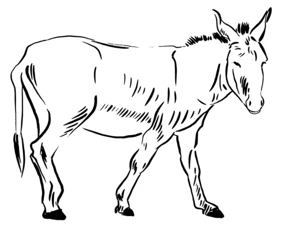 Donkey Sketch Monochrome Vector Graphics Illustration Isolated White Background — Stock Vector