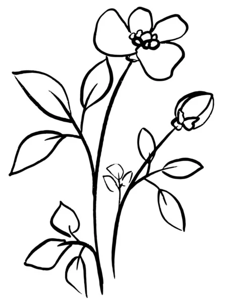 Flower Sketch Hand Grafik çizimi siyah çizgi — Stok Vektör