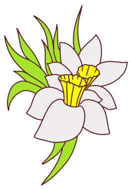 Nergis çiçeği. Küçük bir buket beyaz çiçek.