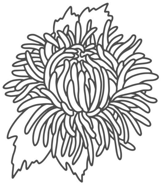 Aster ramo de flores Esquema blanco y negro dibujo — Vector de stock