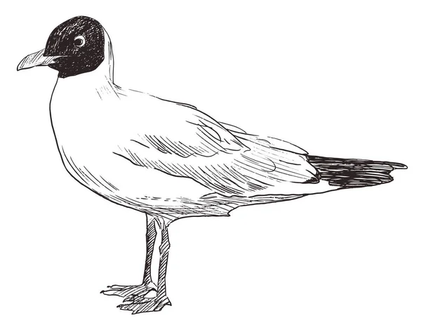 Croquis de mouette debout dessiné à la main — Image vectorielle