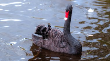 Gölde tek başına yüzen kırmızı gagalı siyah kuğu.