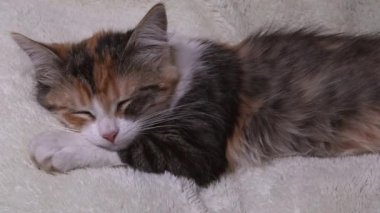 Sevimli küçük üç renkli kedi uyuyor.