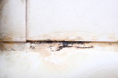Küf mantarı ve pas, küf eklemlerinde, nemli, kötü havalandırılmış banyoda, yüksek nem, nem, nem ve rutubet problemi olan banyo alanlarında büyüyor.
