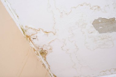 Hasarlı çatı yüzünden tavandaki yağmur suyu sızıntısı çürümeye, boyaya ve küflenmeye neden olur.