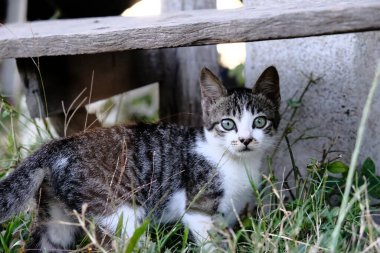Tekir ve beyaz kedi yavrusu, yeşil gözlü, yıpranmış ahşap kirişin altında. Etrafı çimenler ve küçük bitkilerle çevrili. Doğal renklere ve uyarı ifadesine sahip gün ışığı düzeyi.