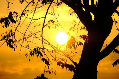 Yoğun altın gün batımı gökyüzü. Güneş gölgeli ağacın arkasında parlıyor ve Malezya Kelantan 'da karmaşık dallar var..
