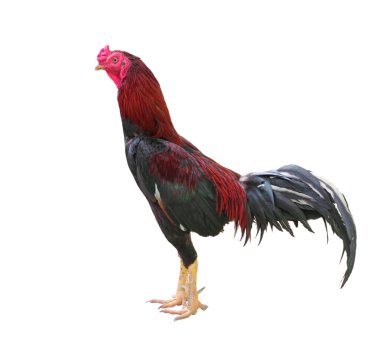 Beyaz arka planda izole edilmiş tavuk