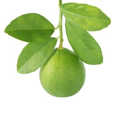 Beyaz arka plan üzerinde izole yaprak yeşil limon