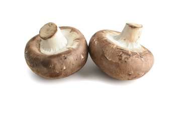 Şampiyon. Kraliyet mantar şampiyonları, yakın plan, beyaz arka planda izole edilmiş..