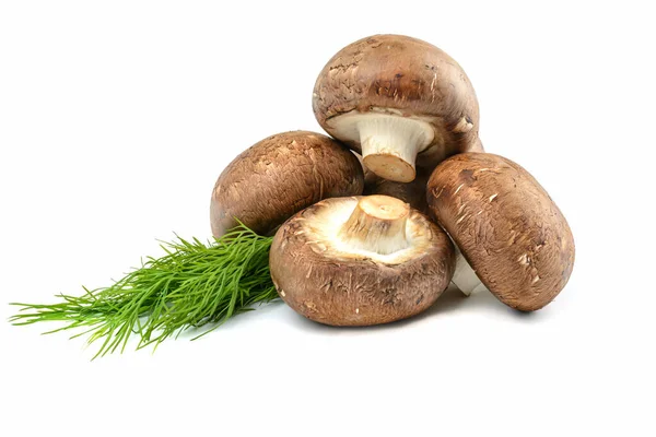 Champignon.Royal Champignons, Nahaufnahme, isoliert auf weißem Hintergrund. — Stockfoto