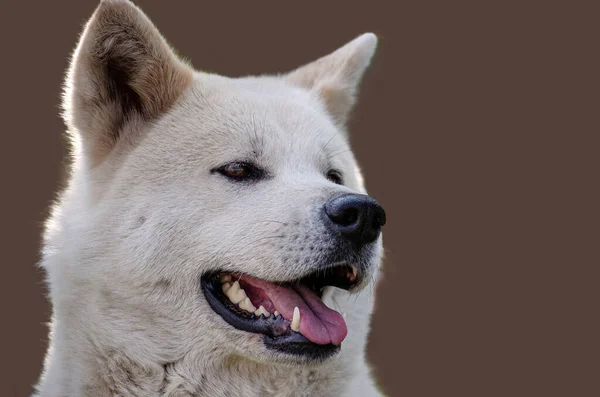 Akita Inu Purebred Dog Highlighted Dark Coffee Background Selective Focus — Stock Photo, Image