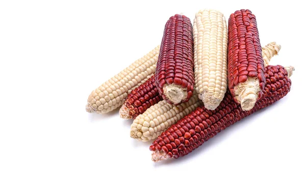 Maíz rojo y blanco aislado sobre fondo blanco.mazorcas de rubí rey o mazorcas de maíz dulce rojo. Semillas de maíz para plantar con un camino de recorte. —  Fotos de Stock