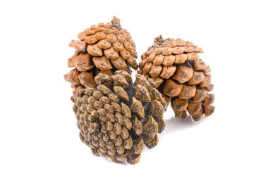 Beyaz bir arkaplanda üç ladin konisi, kırpma yolu