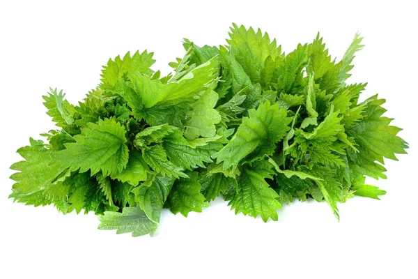 Nettle Montón Hojas Ortiga Recién Recogidas Aisladas Sobre Fondo Blanco —  Fotos de Stock