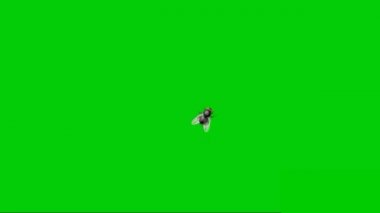 Yeşil Ekranda Uçan