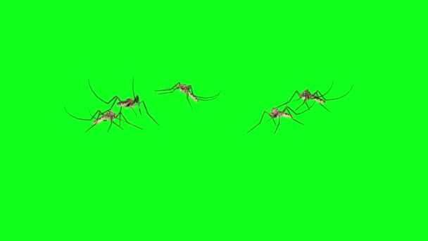 Yeşil Ekranda Uçan Sivrisinekler — Stok video