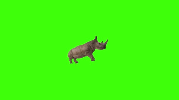Rinoceronte Corriendo Pantalla Verde — Vídeos de Stock