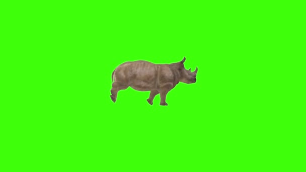 犀牛在绿色屏幕上奔跑 — 图库视频影像