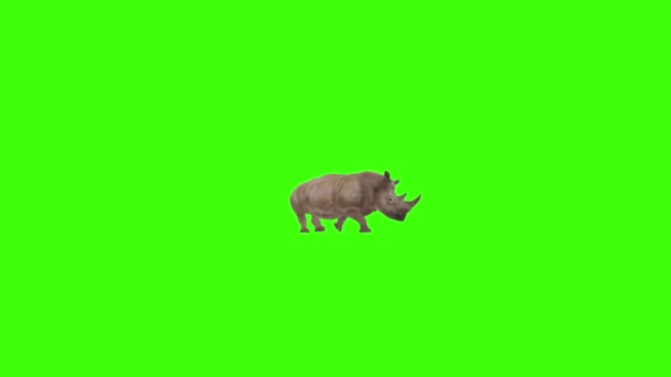 Rinoceronte Andando Tela Verde — Vídeo de Stock