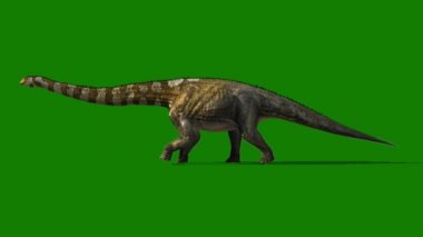 Yeşil Ekranda Yürüyen Brachiosaurus Dinozor