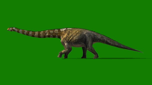 Dinosaurio Brachiosaurio Caminando Pantalla Verde — Vídeos de Stock