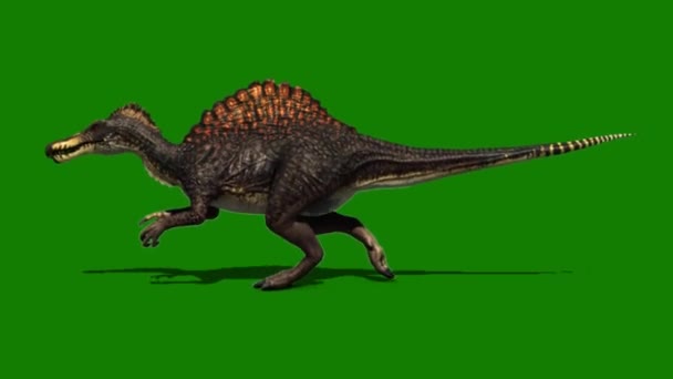 Spinosaurus Dinosaurus Běží Zelené Obrazovce — Stock video