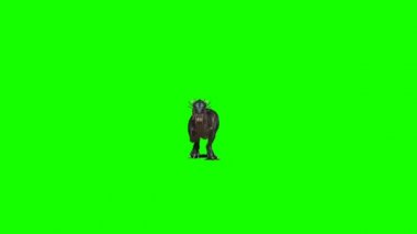 Tyrannosaurus rex Yeşil Ekranda Yürüyor