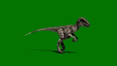 Velociraptor Dinozor Yeşil Ekranda Yürüyor