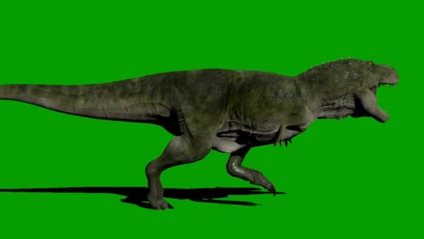 Tyrannosaurus T-Rex Run Green Screen 3D , Stock Video