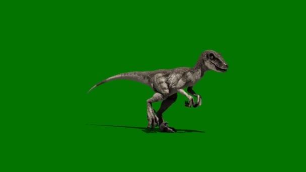 Velociraptor Dinosaurus Loopt Groen Scherm — Stockvideo