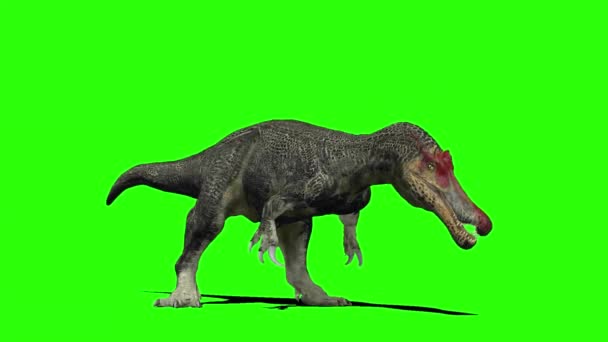 Dinosaurio Baryonyx Rugiendo Pantalla Verde — Vídeos de Stock