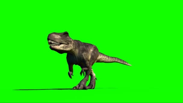 Giganotosaurus Dinosaurus Wandelen Groen Scherm — Stockvideo