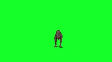 Tyrannosaurus rex Yeşil Ekranda Yürüyor