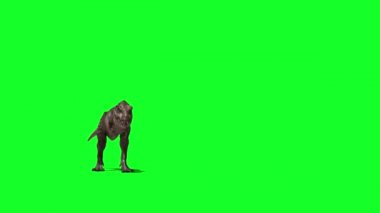 Tyrannosaurus rex Yeşil Ekranda Yürüyor