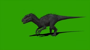 Velociraptor Dinozor Yeşil Ekranda Yürüyor