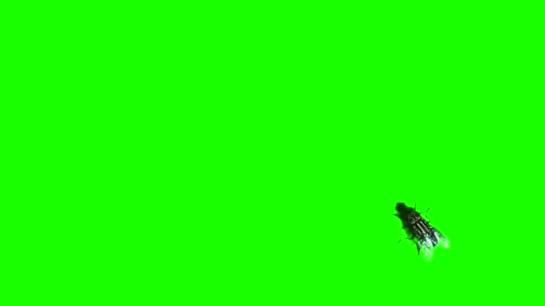 Vola Camminando Sullo Schermo Verde — Video Stock