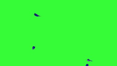 Yeşil Ekranda Uçan Gül Yaprakları