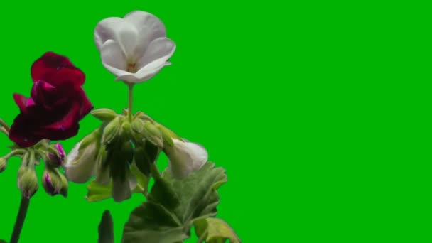 Flowers Blooming Green Screen — Stock Video