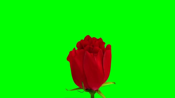 Rose Blooming Zelené Obrazovce — Stock video